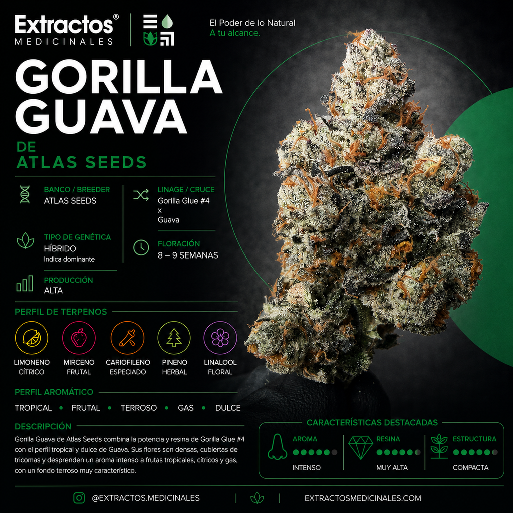 GORILLA GUAVA